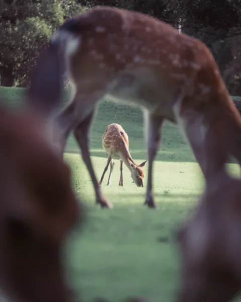 Nara deer