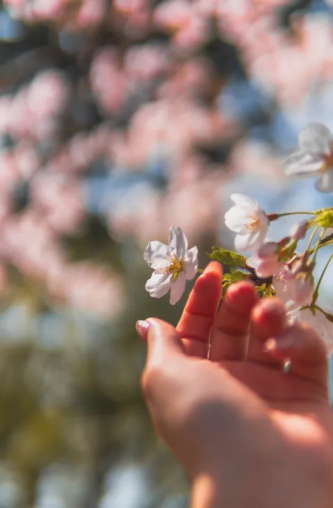 Sakura