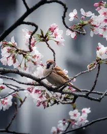 Sakura suzume