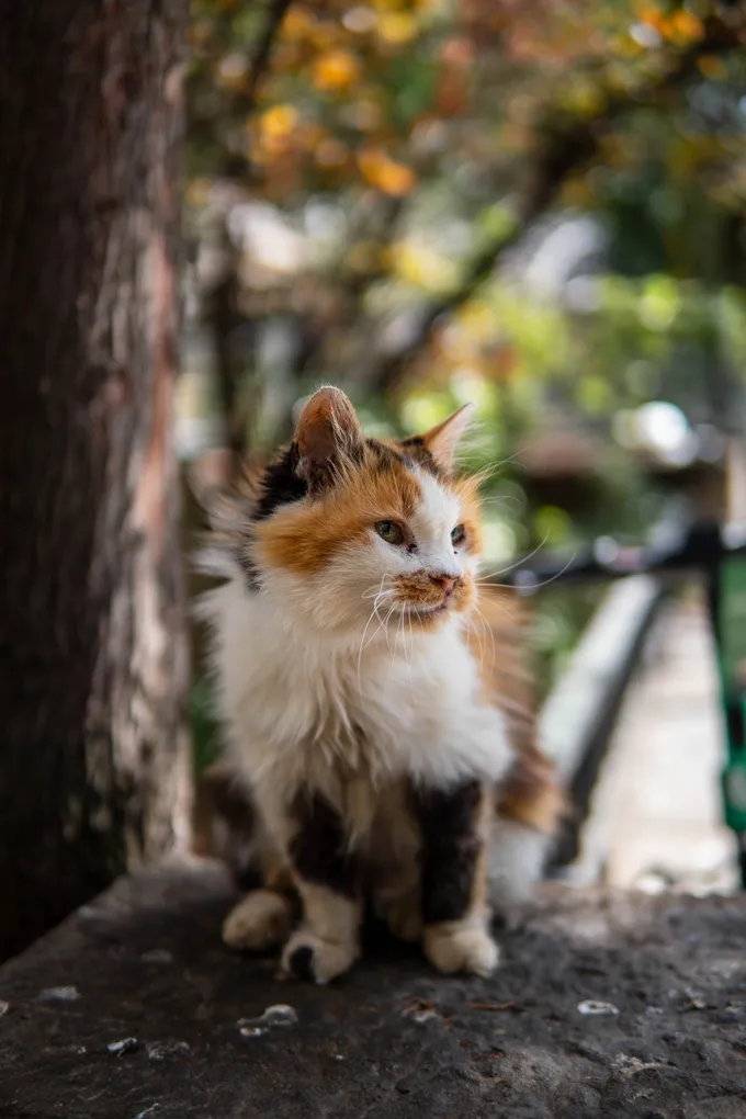 Istanbul Cat