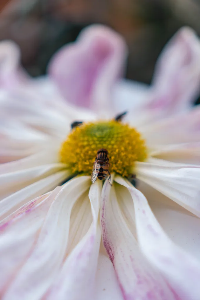 Resting bee